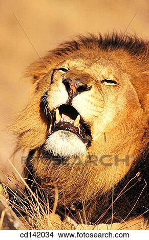 Picture - Lion (Panthera leo), captive. African savannah. Fotosearch