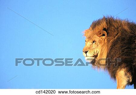 Lion (Panthera leo), captive. African savannah View Large Photo Image Stock Image - Lion (Panthera leo), captive. African savannah. Fotosearch