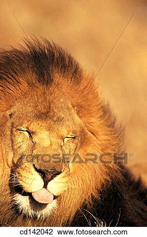 Lion (Panthera leo), captive. African savannah View Large Photo Image Stock Image - Lion (Panthera leo), captive. African savannah. Fotosearch