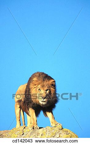 Lion (Panthera leo), captive. African savannah View Large Photo Image Stock Image - Lion (Panthera leo), captive. African savannah. Fotosearch
