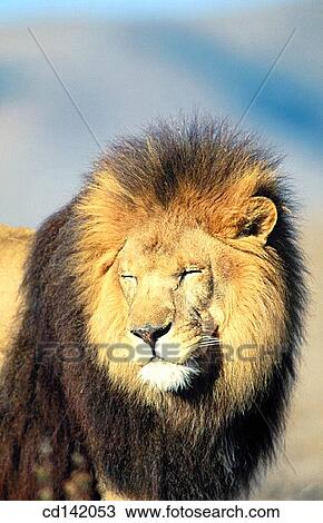 Lion (Panthera leo), captive. African savannah View Large Photo Image Stock Image - Lion (Panthera leo), captive. African savannah. Fotosearch