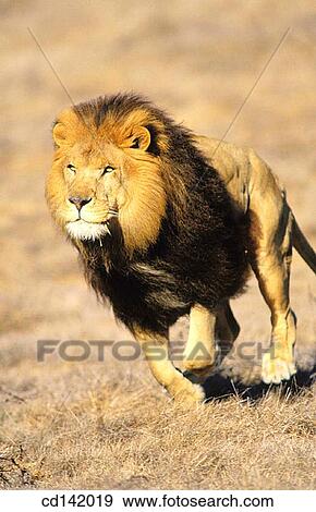 Lion (Panthera leo), captive. African savannah View Large Photo Image Stock Photo - Lion (Panthera leo), captive. African savannah. Fotosearch