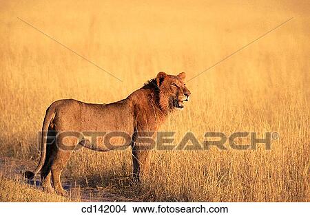 Lion (Panthera leo). Moremi Wildlife Reserve. Botswana View Large Photo Image Picture - Lion (Panthera leo). Moremi Wildlife Reserve. Botswana. Fotosearch