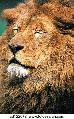 Lion (Panthera leo) View Large Photo Image Stock Image - Lion (Panthera leo). Fotosearch