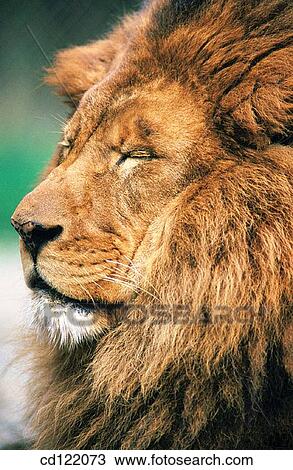 Lion (Panthera leo) View Large Photo Image Stock Image - Lion (Panthera leo). Fotosearch