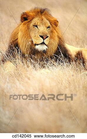 Stock Photography - Lion (Panthera leo). Fotosearch