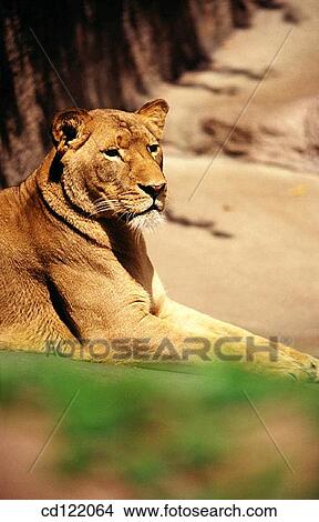 Lion View Large Photo Image Picture - Lion. Fotosearch