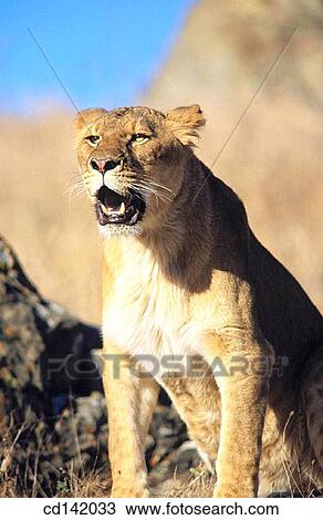 Lioness (Panthera leo), captive. African savannah View Large Photo Image Stock Image - Lioness (Panthera leo), captive. African savannah. Fotosearch