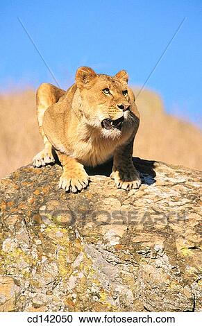 Stock Image - Lioness (Panthera leo), captive. African savannah. Fotosearch