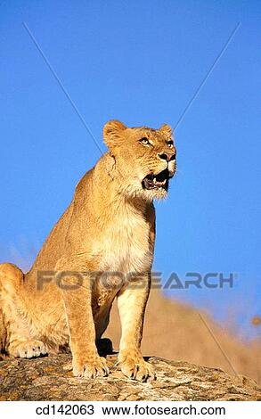 Lioness (Panthera leo), captive. African savannah View Large Photo Image Stock Image - Lioness (Panthera leo), captive. African savannah. Fotosearch