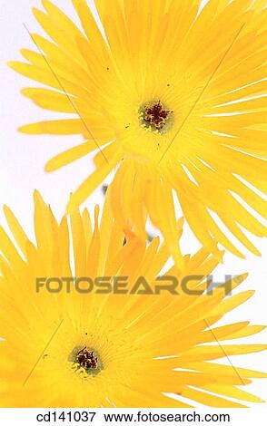 Livingstone Daisies (Mesembryanthemum sp. ) View Large Photo Image Stock Photo - Livingstone Daisies (Mesembryanthemum sp. ). Fotosearch