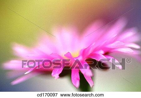 Stock Photo - Livingstone Daisy (Mesembryanthemum sp. ). Fotosearch