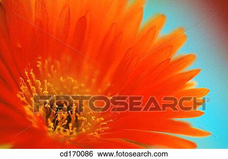 Livingstone Daisy (Mesembryanthemum sp. ) View Large Photo Image Stock Photograph - Livingstone Daisy (Mesembryanthemum sp. ). Fotosearch