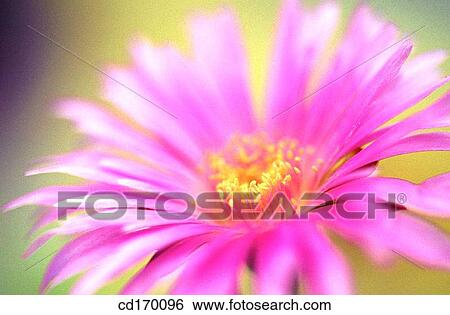 Livingstone Daisy (Mesembryanthemum sp. ) View Large Photo Image Stock Photograph - Livingstone Daisy (Mesembryanthemum sp. ). Fotosearch
