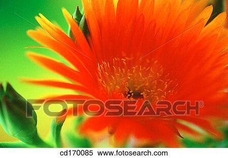 Livingstone Daisy (Mesembryanthemum sp. ) View Large Photo Image Stock Photography - Livingstone Daisy (Mesembryanthemum sp. ). Fotosearch