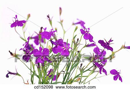 Stock Photo - Lobelia erinus. Fotosearch