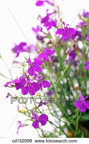 Lobelia erinus View Large Photo Image Stock Photo - Lobelia erinus. Fotosearch