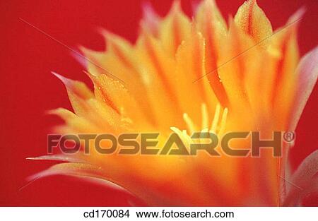 Lobivia sp. View Large Photo Image Picture - Lobivia sp.. Fotosearch