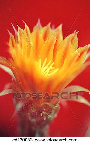 Lobivia sp. View Large Photo Image Stock Image - Lobivia sp.. Fotosearch