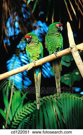 Macaws View Large Photo Image Stock Image - Macaws. Fotosearch