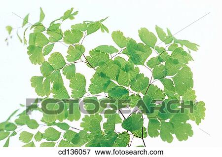Madenhair Fern (Adiantum capillus veneris) View Large Photo Image Stock Photo - Madenhair Fern (Adiantum capillus veneris). Fotosearch