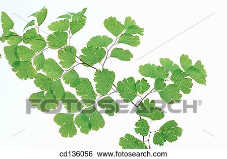 Madenhair Fern (Adiantum capillus veneris) View Large Photo Image Stock Photograph - Madenhair Fern (Adiantum capillus veneris). Fotosearch
