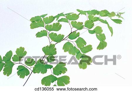 Madenhair Fern (Adiantum capillus veneris) View Large Photo Image Stock Photography - Madenhair Fern (Adiantum capillus veneris). Fotosearch
