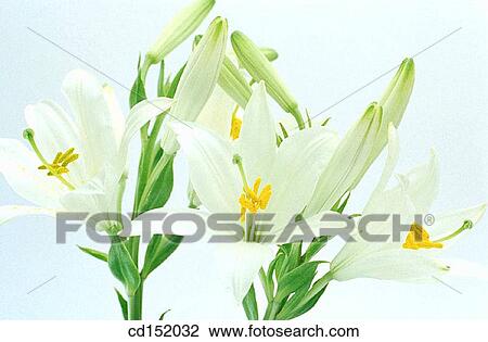 Madonna Lily, Lilium candidum View Large Photo Image Stock Image - Madonna Lily, Lilium candidum. Fotosearch