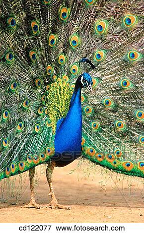 Male Peacock displaying feathers View Large Photo Image Stock Photo - Male Peacock displaying feathers. Fotosearch