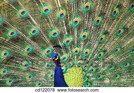 Male Peacock displaying feathers View Large Photo Image Stock Photo - Male Peacock displaying feathers. Fotosearch