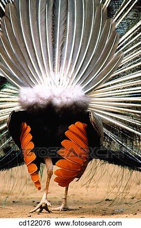Male Peacock displaying feathers View Large Photo Image Stock Photograph - Male Peacock displaying feathers. Fotosearch