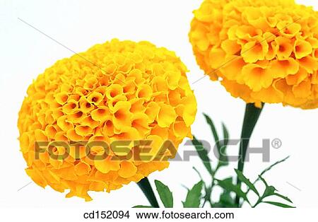 Marigold, Tagetes hybr. View Large Photo Image Picture - Marigold, Tagetes hybr.. Fotosearch