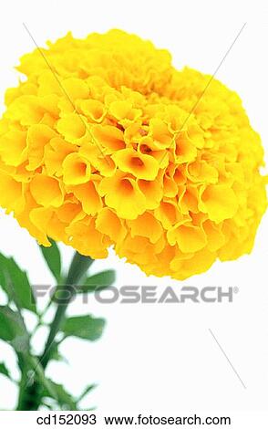 Marigold, Tagetes hybr. View Large Photo Image Stock Image - Marigold, Tagetes hybr.. Fotosearch