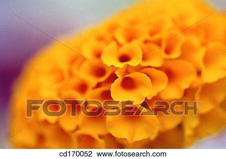 Marigold (Tagetes hybr. ) View Large Photo Image Stock Image - Marigold (Tagetes hybr. ). Fotosearch