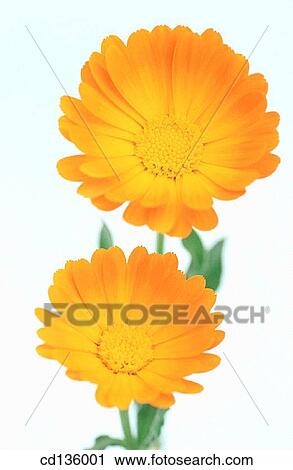 Marigolds (Calendula officinalis) View Large Photo Image Stock Image - Marigolds (Calendula officinalis). Fotosearch
