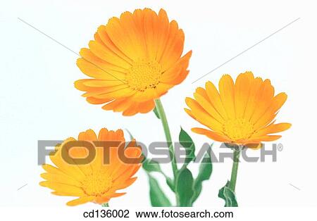 Marigolds (Calendula officinalis) View Large Photo Image Stock Image - Marigolds (Calendula officinalis). Fotosearch