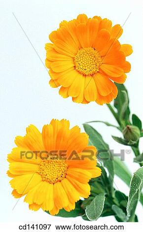 Stock Photo - Marigolds (Calendula officinalis). Fotosearch