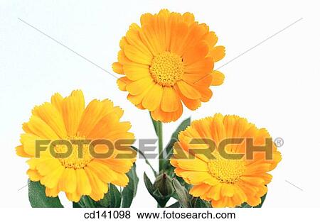 Marigolds (Calendula officinalis) View Large Photo Image Stock Photo - Marigolds (Calendula officinalis). Fotosearch