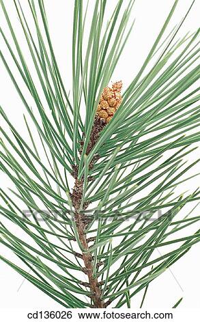 Maritime Pine (Pinus pinaster) View Large Photo Image Stock Photograph - Maritime Pine (Pinus pinaster). Fotosearch