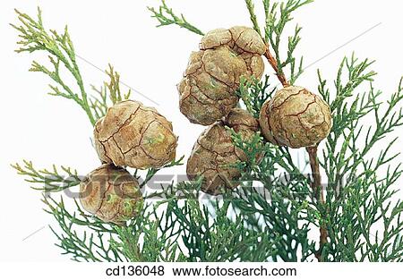 Mediterranean Cypress (Cupressus sempervirens) View Large Photo Image Stock Photo - Mediterranean Cypress (Cupressus sempervirens). Fotosearch