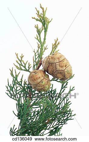 Mediterranean Cypress (Cupressus sempervirens) View Large Photo Image Stock Photo - Mediterranean Cypress (Cupressus sempervirens). Fotosearch