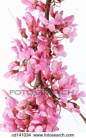 Mediterranean Redbud (Cercis siliquastrum) View Large Photo Image Picture - Mediterranean Redbud (Cercis siliquastrum). Fotosearch