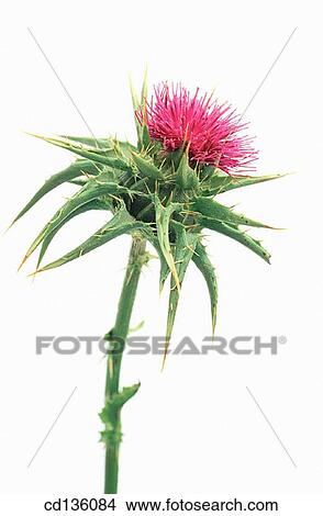 Milk Thistle (Sylibum marianum) View Large Photo Image Picture - Milk Thistle (Sylibum marianum). Fotosearch