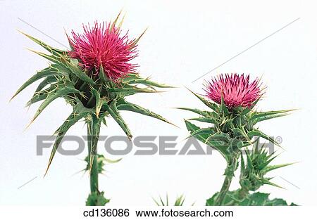 Milk Thistle (Sylibum marianum) View Large Photo Image Stock Photograph - Milk Thistle (Sylibum marianum). Fotosearch