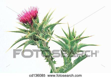 Stock Photography - Milk Thistle (Sylibum marianum). Fotosearch