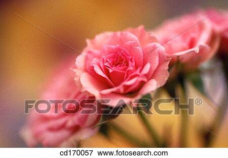 Stock Photo - Miniature rose (Rosa hybr. ). Fotosearch