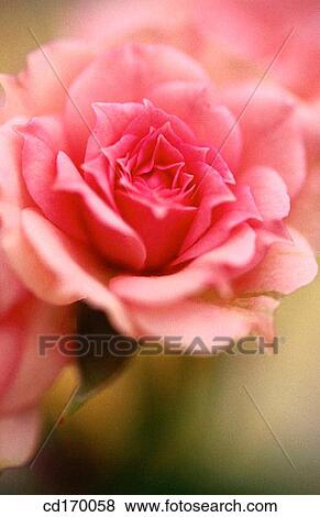 Miniature rose (Rosa hybr. ) View Large Photo Image Stock Photo - Miniature rose (Rosa hybr. ). Fotosearch