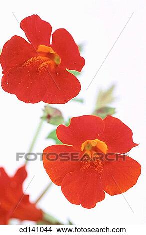 Monkey Flowers (Mimulus sp. ) View Large Photo Image Picture - Monkey Flowers (Mimulus sp. ). Fotosearch
