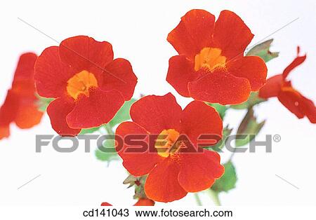 Stock Image - Monkey Flowers (Mimulus sp. ). Fotosearch