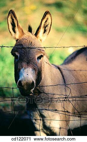 Mule View Large Photo Image Stock Image - Mule. Fotosearch